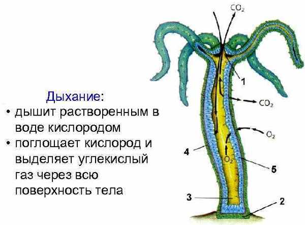 Кракен наркоплейс