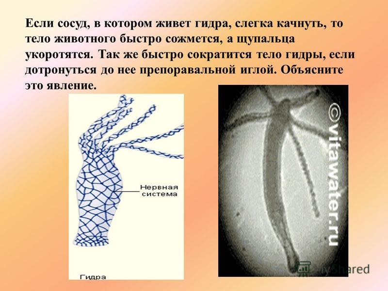 Ссылка на кракен kr2web in
